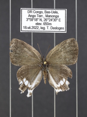 Hypolycaena nigra