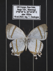 Hypolycaena nigra