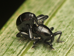 Trigonopterus
