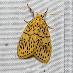 Pseudobarsine bombdilensis