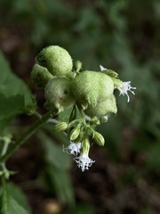 Schizomyia eupatoriflorae