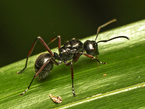 Polyrhachis monteithiPolyrhachis monteithi