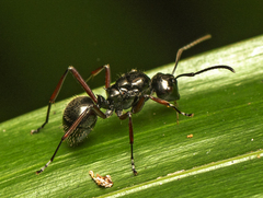 Polyrhachis monteithi