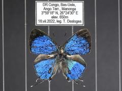 Paradeudorix ituri ituri