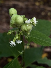 Schizomyia eupatoriflorae