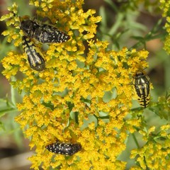 Acmaeodera amplicollis