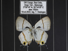 Paradeudorix ituri ituri