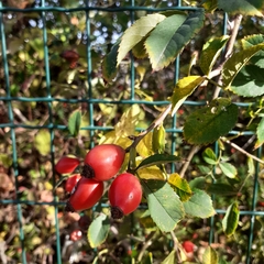 Rosa