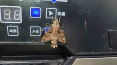 Macroglossum pyrrhosticta