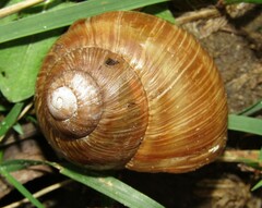 Helix pomatia