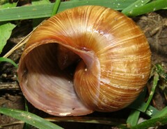 Helix pomatia