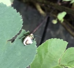 Poecilocoris lewisi