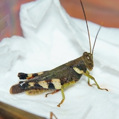 Apalacris varicornis