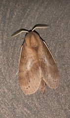 Dendrolimus kikuchii