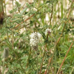 Dalea albiflora