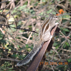 Funambulus pennantii