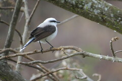 Fluvicola nengeta