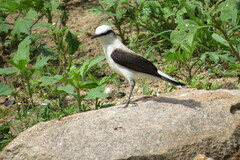 Fluvicola nengeta