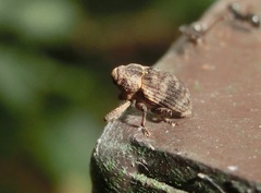 Cryptorhynchinae