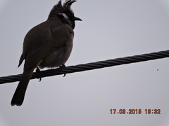 Pycnonotus leucogenys