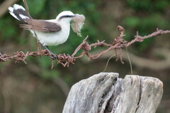 Fluvicola nengeta