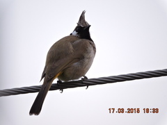 Pycnonotus leucogenys