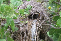 Fluvicola nengeta
