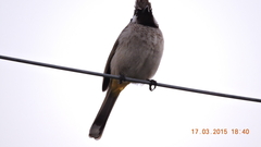 Pycnonotus leucogenys