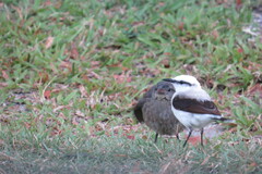 Fluvicola nengeta