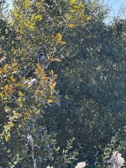 Aphelocoma coerulescens