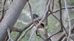 Dendrocitta vagabunda