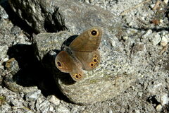 Lasiommata petropolitana