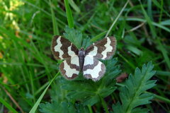 Lomaspilis marginata