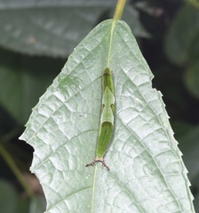 Stibochiona