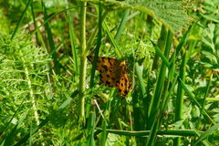Pseudopanthera macularia
