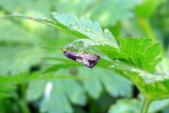 Notocelia cynosbatella