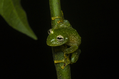 Vitreorana uranoscopa