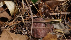 Eutropis longicaudata