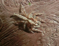 Pancorius crassipes