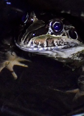 Leptodactylus luctator