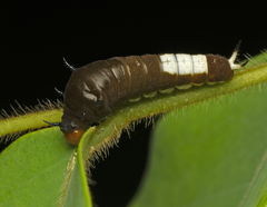 Graphium agamemnon