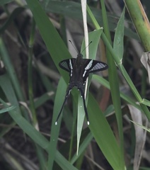 Lamproptera curius
