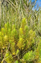 Melichrus procumbens