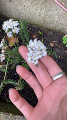 Achillea millefolium