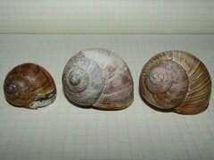Helix pomatia
