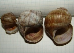 Helix pomatia
