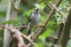 Camaroptera brachyura