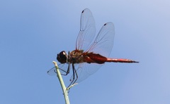 Tramea insularis