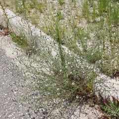 Dalea albiflora