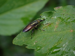 Idiella